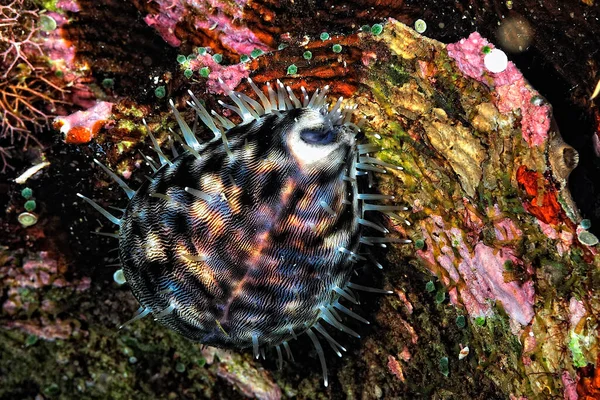 Una Foto Una Hermosa Cipraea Coral —  Fotos de Stock