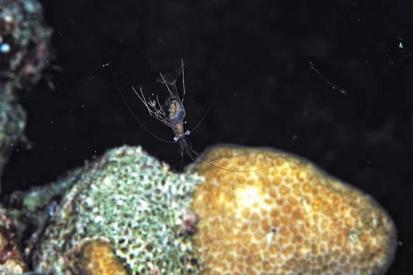 Picture Rock Shrimp — Stock Photo, Image