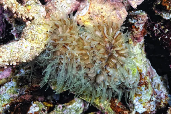 A transparent Bubble coral shrimp in a bubble coral