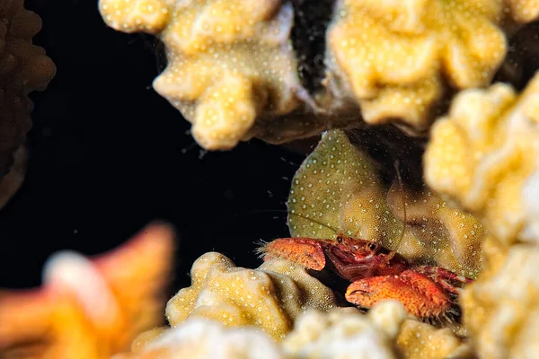 珊瑚中一只漂亮的蹲居龙虾的照片 — 图库照片