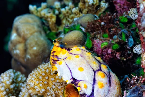 Egy Kép Egy Gyönyörű Aszkétáról Korallzátonyon — Stock Fotó