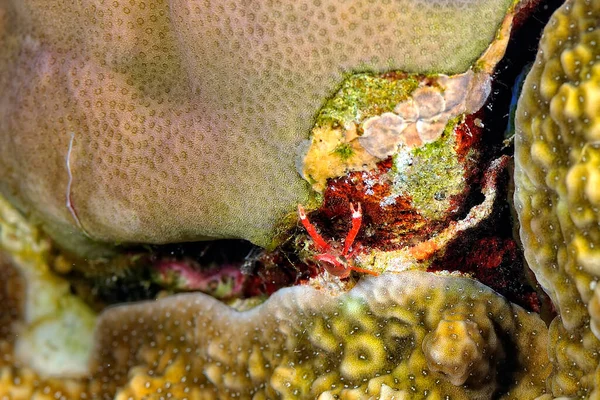 Uma Imagem Uma Bela Lagosta Agachada Coral — Fotografia de Stock
