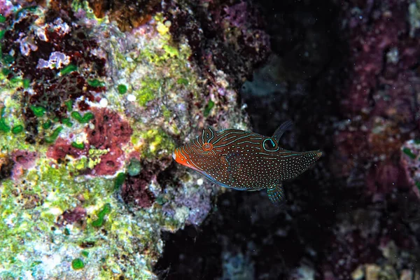 Una Imagen Pez Ballesta Naranjado Arrecife Coral —  Fotos de Stock