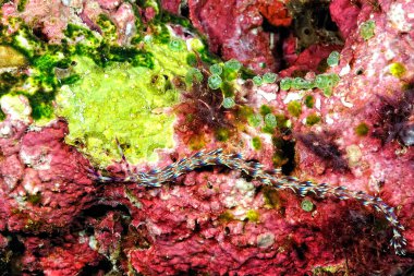 Renkli ve güzel dalların bir resmi.