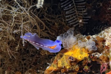 Renkli ve güzel dalların bir resmi.