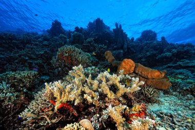 Sağlıklı bir mercan resifinin güzel bir resmi.