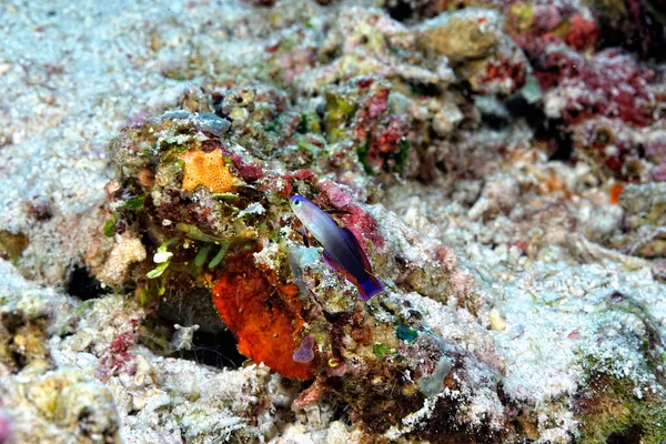 Obrázek Krásného Fialového Ohnivého Goby — Stock fotografie