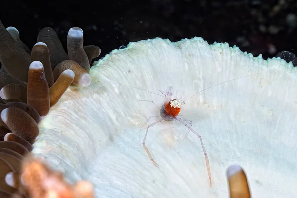 一张蘑菇珊瑚幽灵虾的照片 — 图库照片