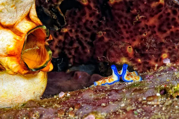Uma Imagem Alguns Nudibranches Bonitos Coloridos — Fotografia de Stock
