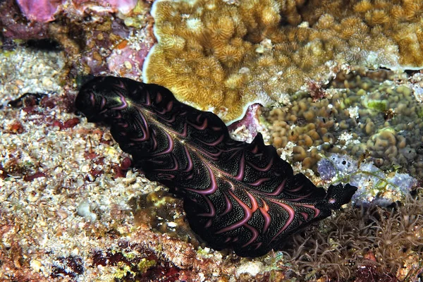 Picture Some Beautiful Colored Nudibranches — Stock Photo, Image