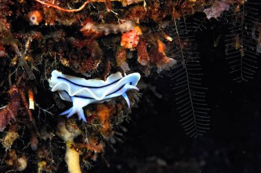 Renkli ve güzel dalların bir resmi.