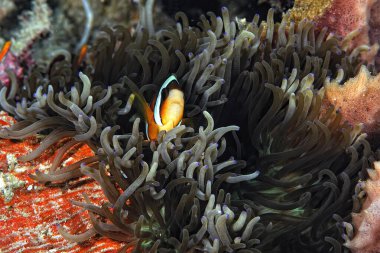 Güzel bir şakayık resmi ve palyaço balığı.