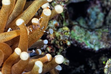 Güzel ve şeffaf bir karides resmi.