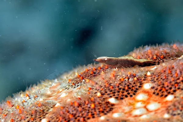 Picture Beautiful Starfish Shrimp — Stock Photo, Image
