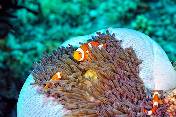 A picture of a beautiful anemone and it\'s Clown fish