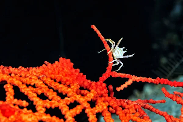 A picture of a beautiful adams\' urchin crab in a sea urchin