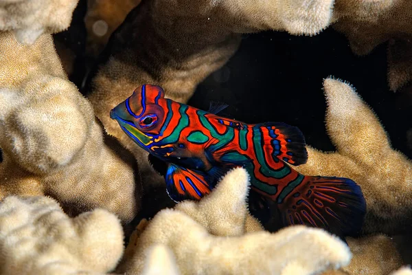 Картина Мандаринской Рыбы Плавающей Кораллах — стоковое фото