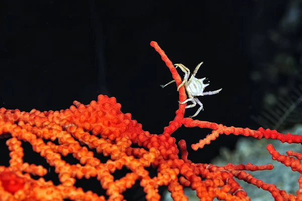 Una Foto Hermoso Cangrejo Erizo Adán Erizo Mar Imágenes De Stock Sin Royalties Gratis