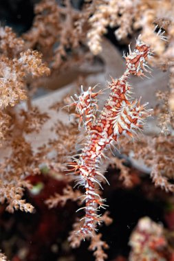 Hayalet boru balığı ve kamuflaj örneği.