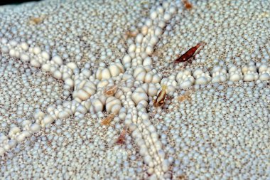 Güzel bir deniz yıldızı karidesi resmi.
