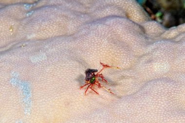 Mercanda garip bir yengeç resmi.