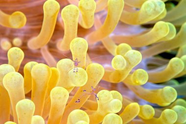 Güzel bir karides resmi.