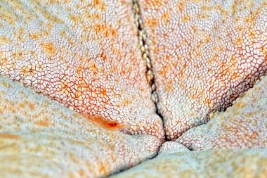 Güzel bir deniz yıldızı karidesi resmi.