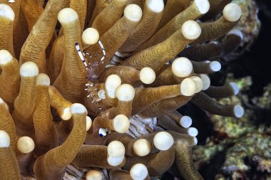 Güzel ve şeffaf bir karides resmi.