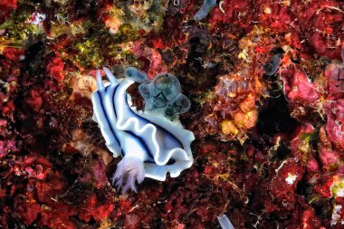 Renkli ve güzel dalların bir resmi.