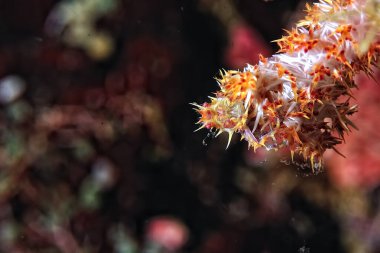 Beyaz ve turuncu bir örümcek yengeci resmi.