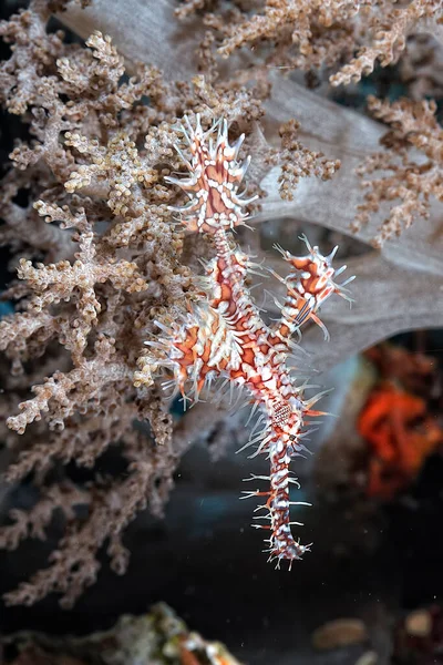 Peixe Fantasma Exemplo Camuflagem — Fotografia de Stock