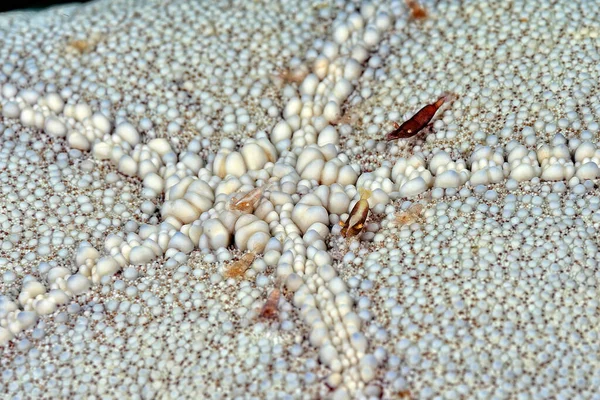 Una Foto Una Hermosa Estrella Mar Camarones — Foto de Stock