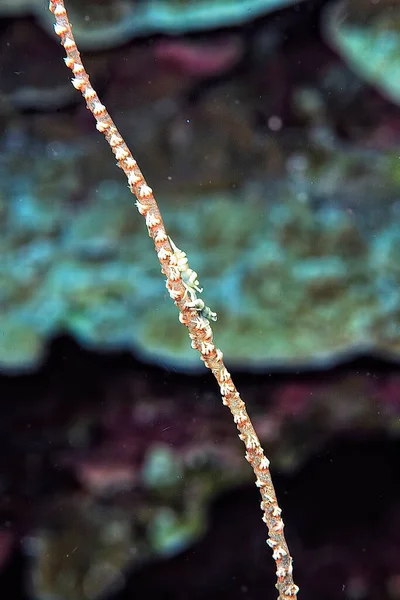 鞭状珊瑚上的鞭状珊瑚伙伴虾的图片 — 图库照片