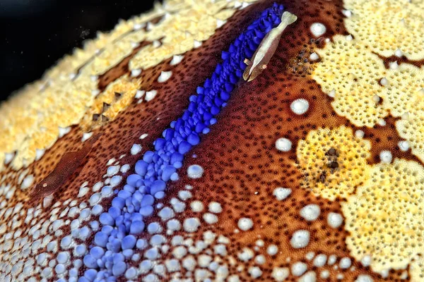 Картина Красивих Морських Креветок — стокове фото