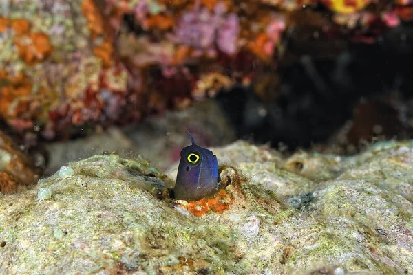Beautiful Picture Yellow Eyed Combtooth Blenny — Stock Photo, Image