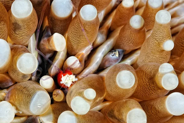 Uma Foto Camarão Fantasma Coral Cogumelos — Fotografia de Stock