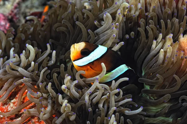 Una Foto Bellissimo Anemone Pesce Pagliaccio — Foto Stock