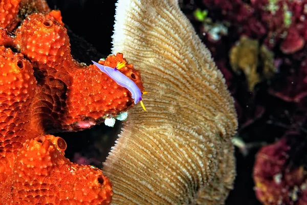 Une Image Quelques Nudibranches Belles Colorées — Photo