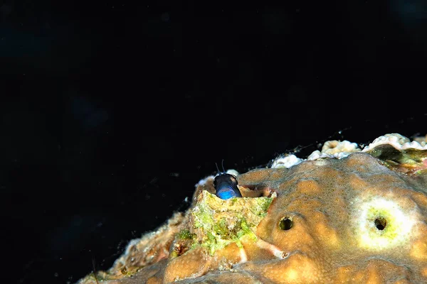 Ein Schönes Bild Von Einem Gelbäugigen Kombizahn Blenny — Stockfoto