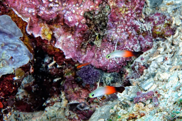 Een Schilderstuk Van Een Prachtige Rode Vuur Goby — Stockfoto