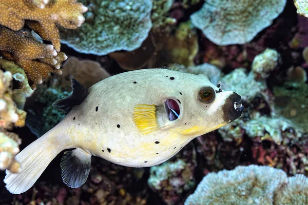 Una Foto Bel Pesce Palla Sul Fondo — Foto Stock