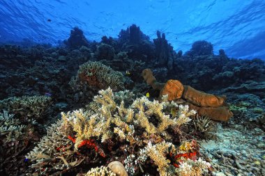 Sağlıklı bir mercan resifinin güzel bir resmi.
