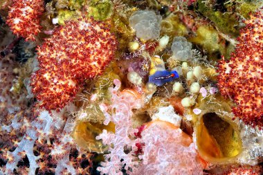 Renkli ve güzel dalların bir resmi.