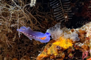 Renkli ve güzel dalların bir resmi.