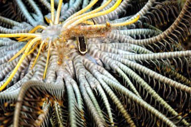 Crinoid 'de bir kerevit balığı resmi.