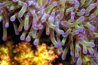 Güzel bir karides resmi.