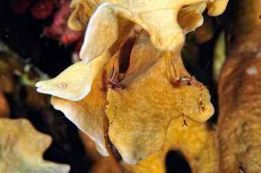 Güzel bir pençe cuapetes karides resmi.