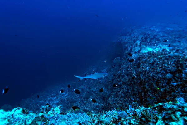 Picture Reef Whitetip Shark Swimming Sea — Stock Photo, Image