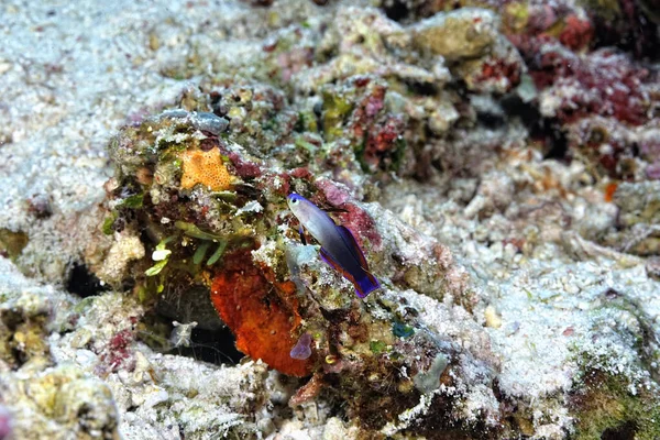 Μια Εικόνα Ενός Όμορφου Μωβ Goby Φωτιά — Φωτογραφία Αρχείου