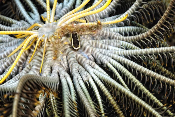 Une Image Poisson Crinoïde Accroché Dans Crinoïde — Photo